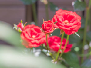 みなのハートクリニック花壇